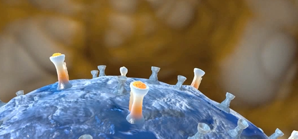 Biomedical Animation